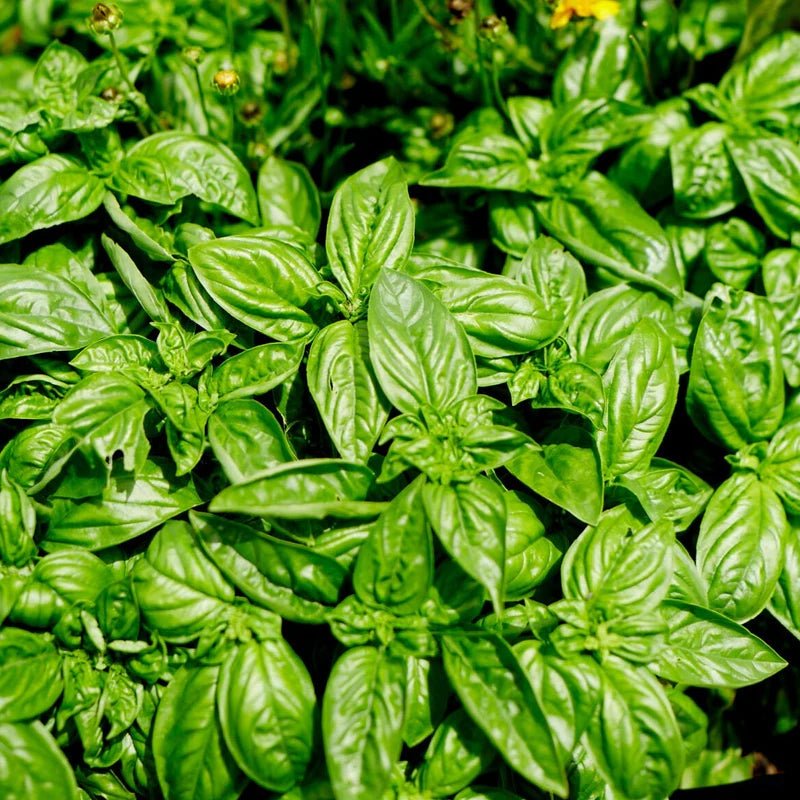 Little Veggie Patch Co - Heirloom Seeds - Basil 'Large, Sweet Genova'