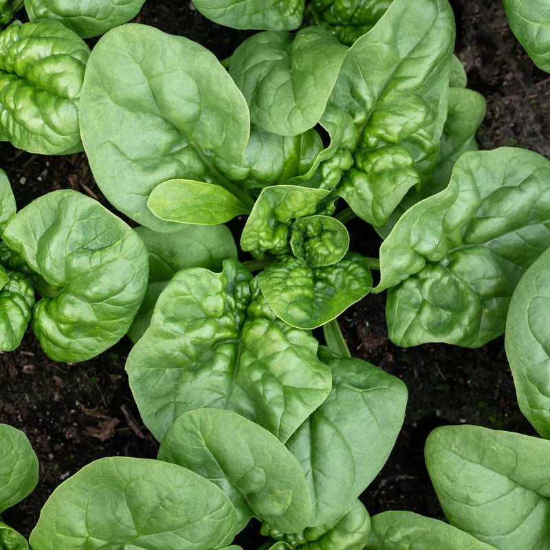 Little Veggie Patch Co - Heirloom Seeds - Spinach 'Bloomsdale'