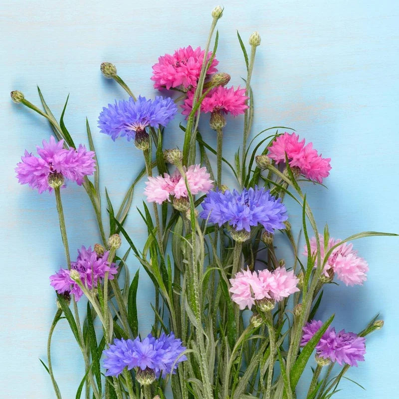 Little Veggie Patch Co - Heirloom Seeds - Cornflower 'Polka Dot'