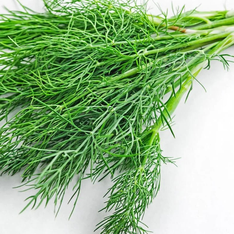 Little Veggie Patch Co - Heirloom Seeds - Dill 'Common'