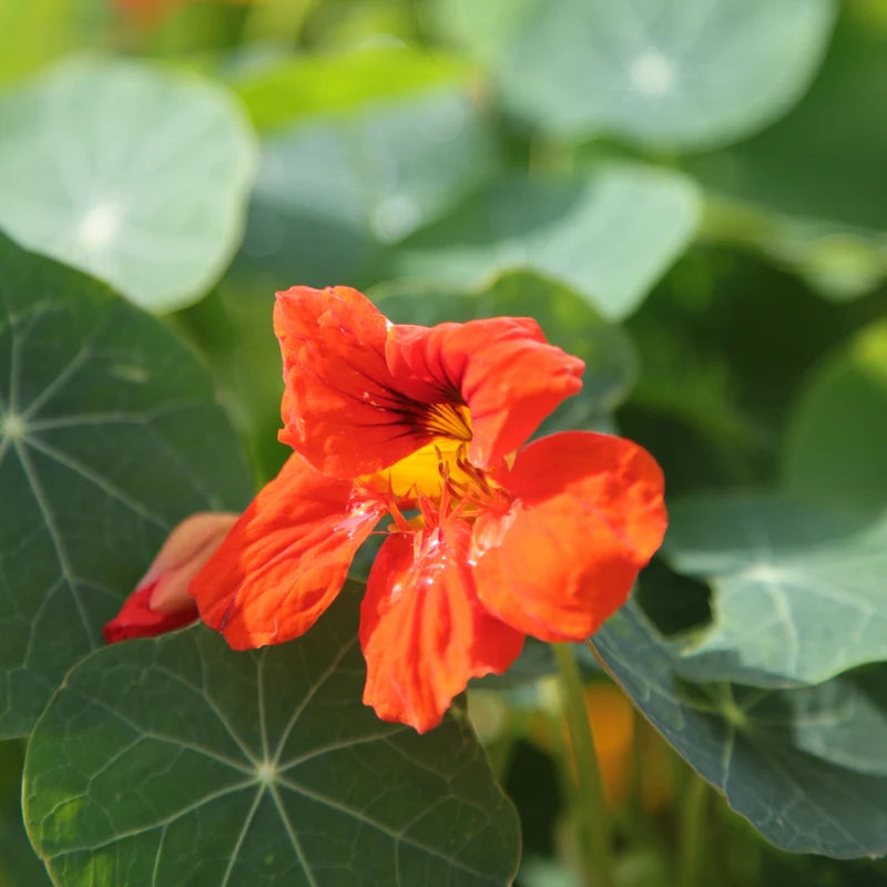 Little Veggie Patch Co - Heirloom Seeds - Nasturtium 'Double Jewel'