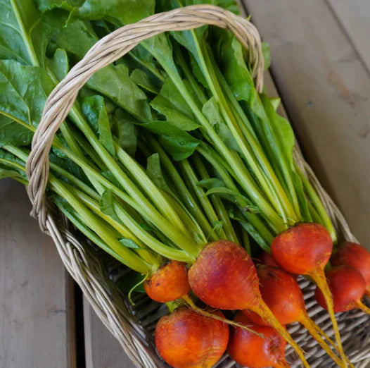 Little Veggie Patch Co - Heirloom Seeds - Beetroot 'Golden Boy'