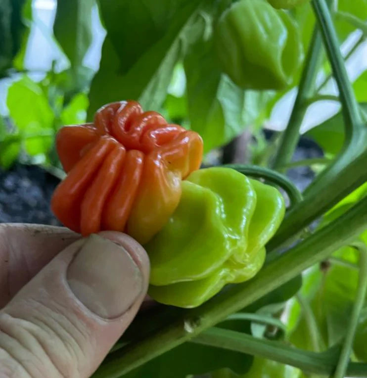 Little Veggie Patch Co - Heirloom Seeds - Chilli 'Habanero Mixed'