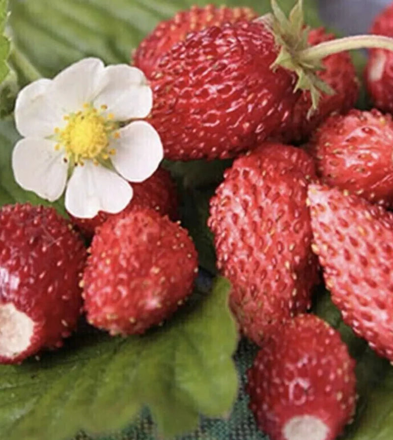 Little Veggie Patch Co - Heirloom Seeds - Strawberry 'Ali Baba'
