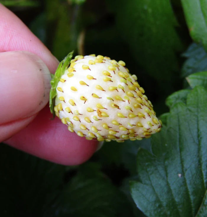 Little Veggie Patch Co - Heirloom Seeds - Strawberry 'White Soul'