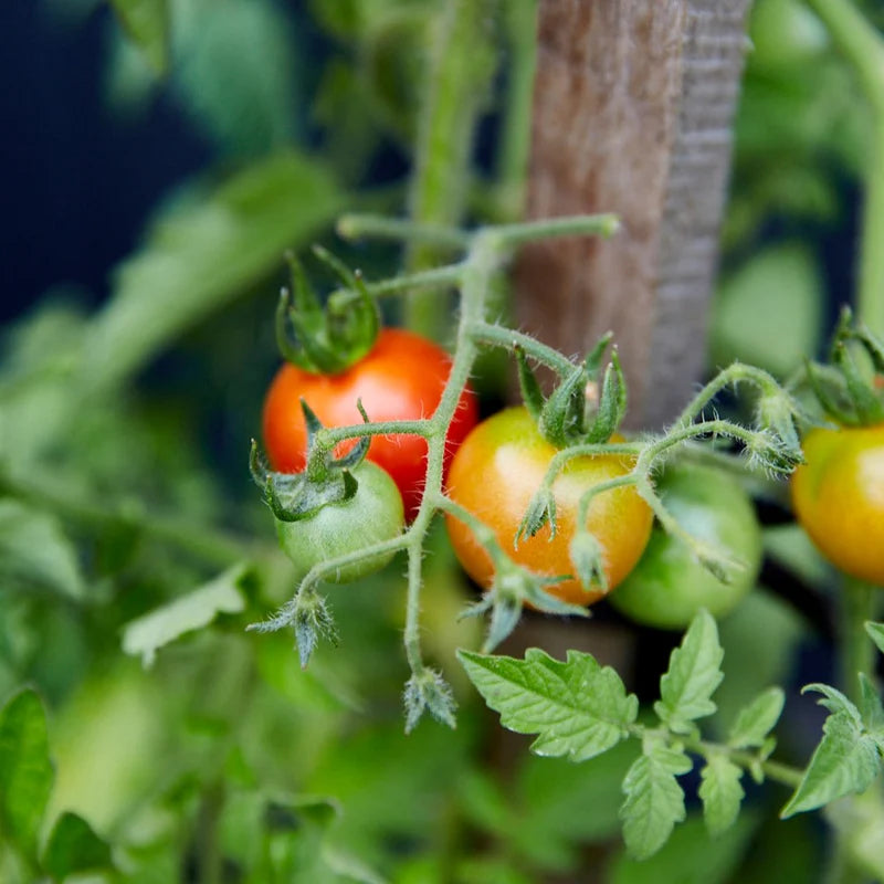 Little Veggie Patch Co - Heirloom Seeds - Tomato 'Tommy Toe'