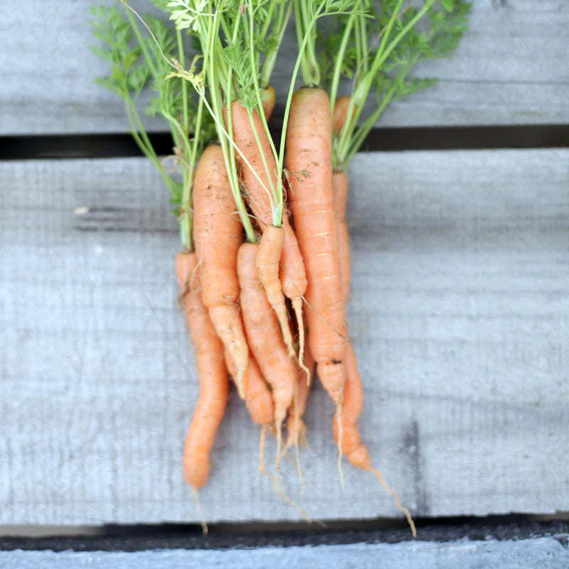 Little Veggie Patch Co - Heirloom Seeds - Carrot 'Baby Amsterdam'