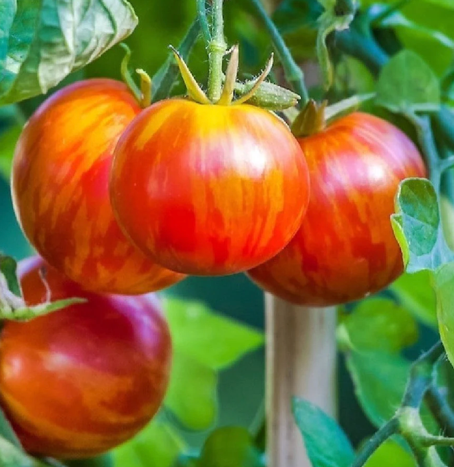 Little Veggie Patch Co - Heirloom Seeds - Tomato 'Tigerella'
