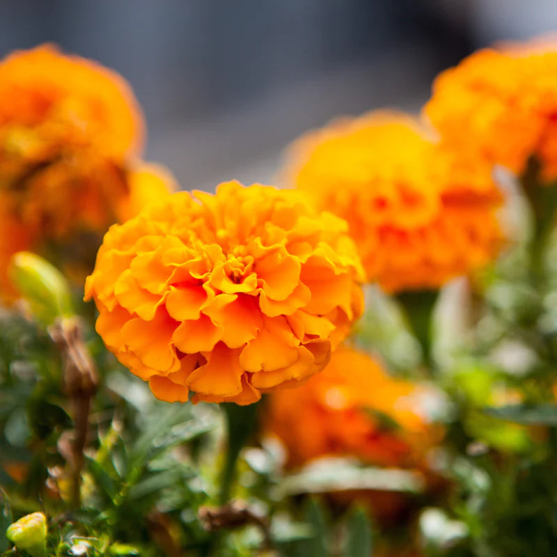 Little Veggie Patch Co - Heirloom Seeds - Marigold 'Petite Series Mixed'