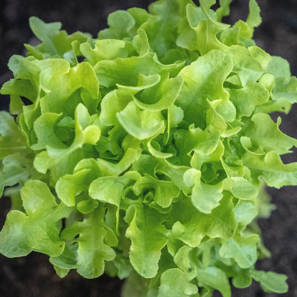 Little Veggie Patch Co - Heirloom Seeds - Lettuce 'Oakleaf'