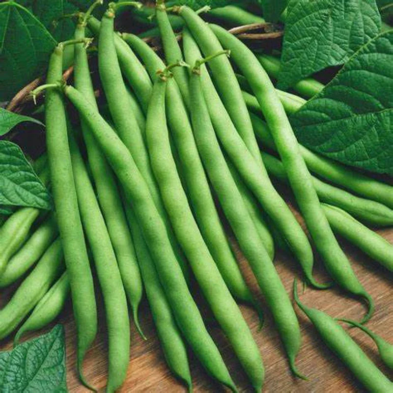 Little Veggie Patch Co - Heirloom Seeds - Beans 'Windsor Long Pod'