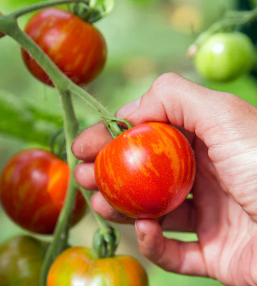 Little Veggie Patch Co - Heirloom Seeds - Tomato 'Tigerella'