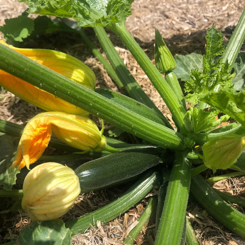 Little Veggie Patch Co - Heirloom Seeds - Zucchini 'Black Beauty'