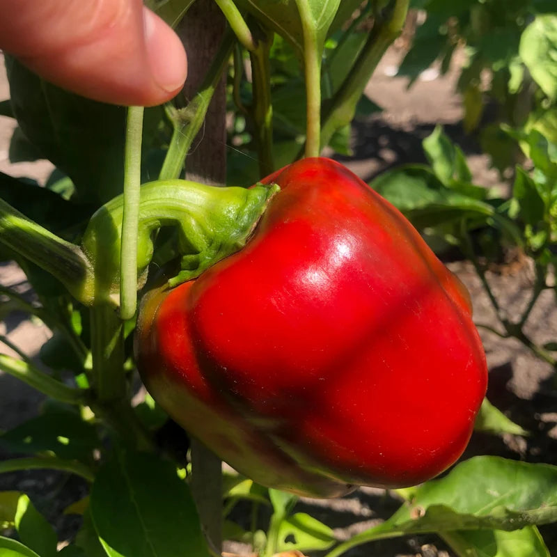 Little Veggie Patch Co - Heirloom Seeds - Capsicum 'Wonder Sweet Bell'