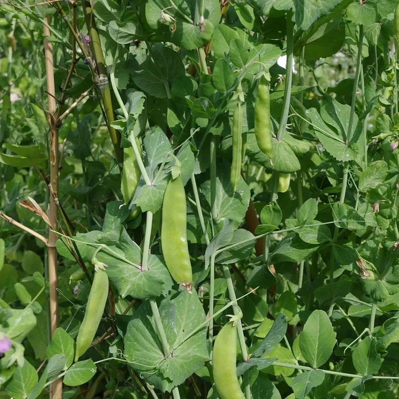 Little Veggie Patch Co - Heirloom Seeds - Snow Pea 'Oregon'