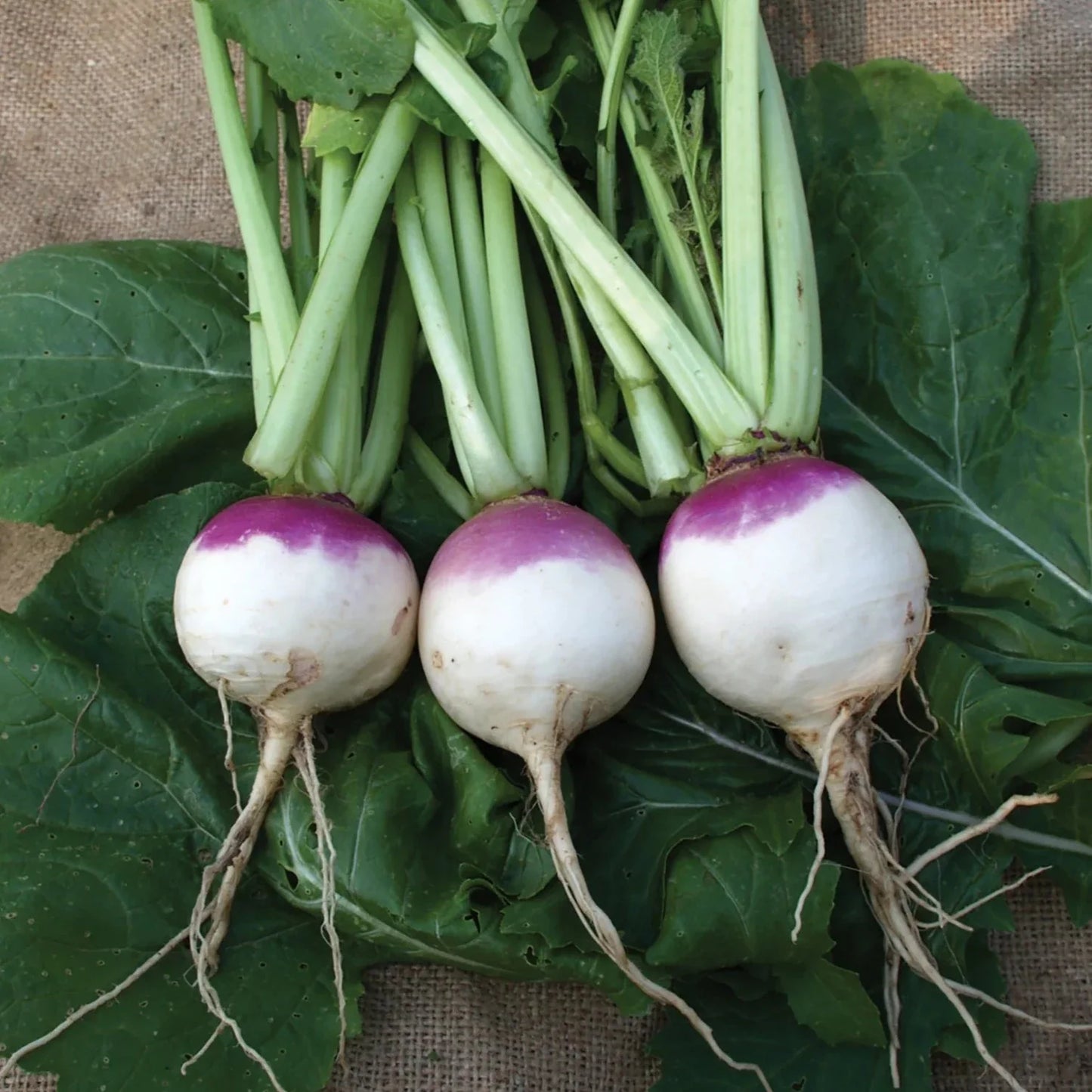 Little Veggie Patch Co - Heirloom Seeds - Turnip 'Purple Top'