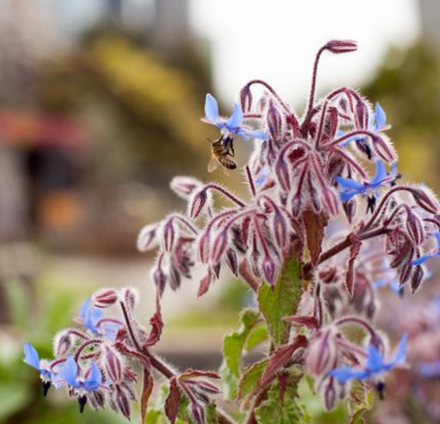 Little Veggie Patch Co - Heirloom Seeds - Borage 'Common'