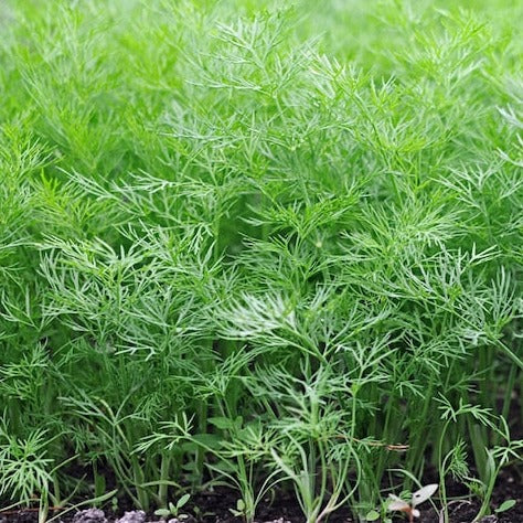 Little Veggie Patch Co - Heirloom Seeds - Dill 'Common'