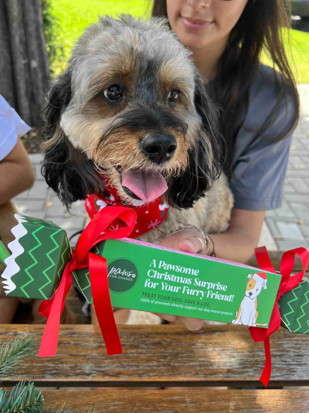 Paw For Change - Christmas Doggy Bon Bons