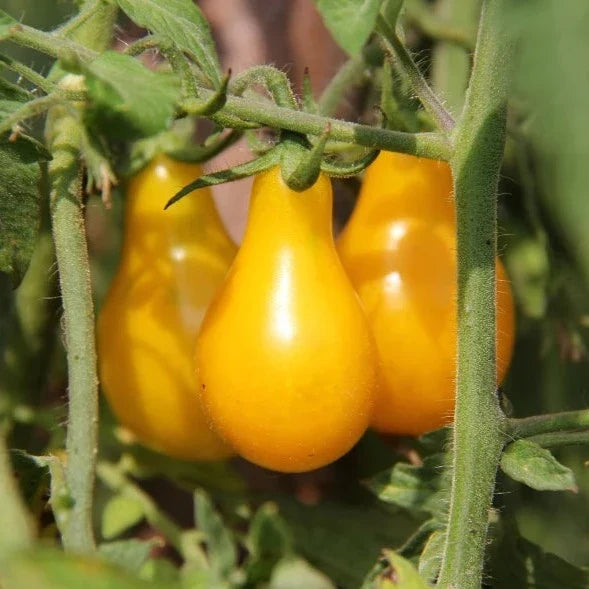 Little Veggie Patch Co - Heirloom Seeds - Tomato 'Yellow Pear'