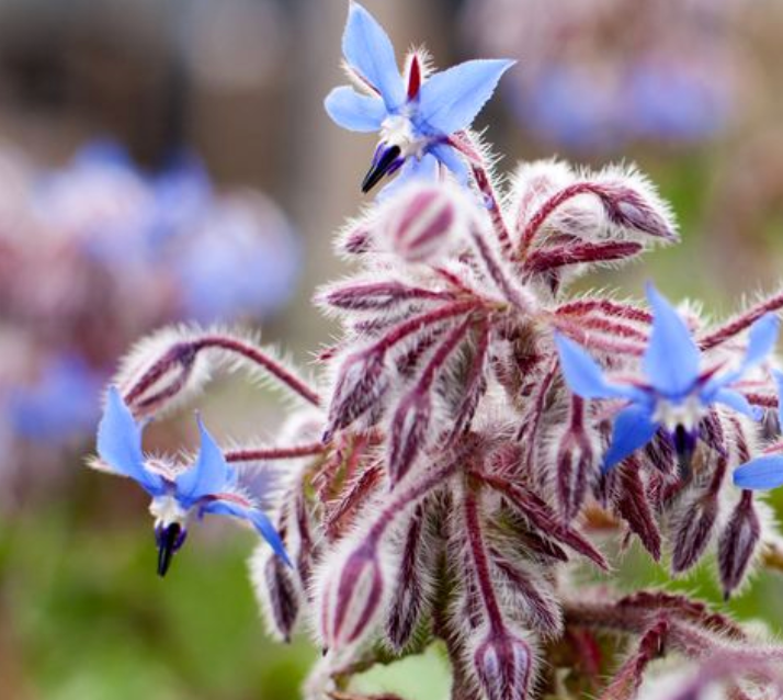 Little Veggie Patch Co - Heirloom Seeds - Borage 'Common'