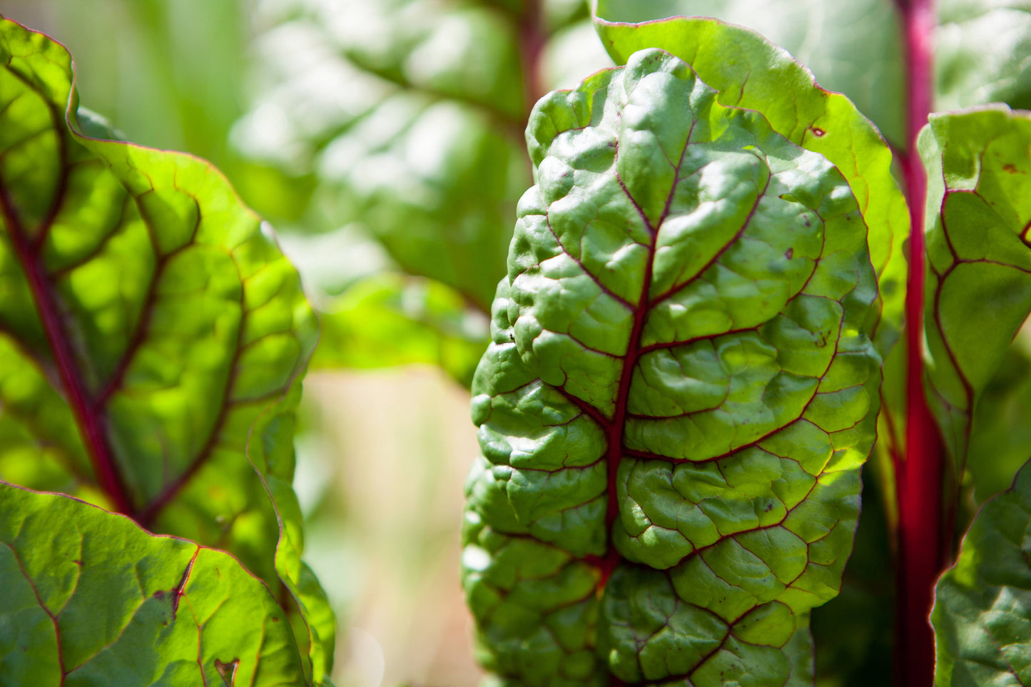 Little Veggie Patch Co - Heirloom Seeds - Swiss Chard 'Rainbow'