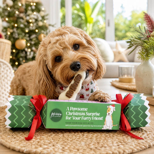 Paw For Change - Christmas Doggy Bon Bons