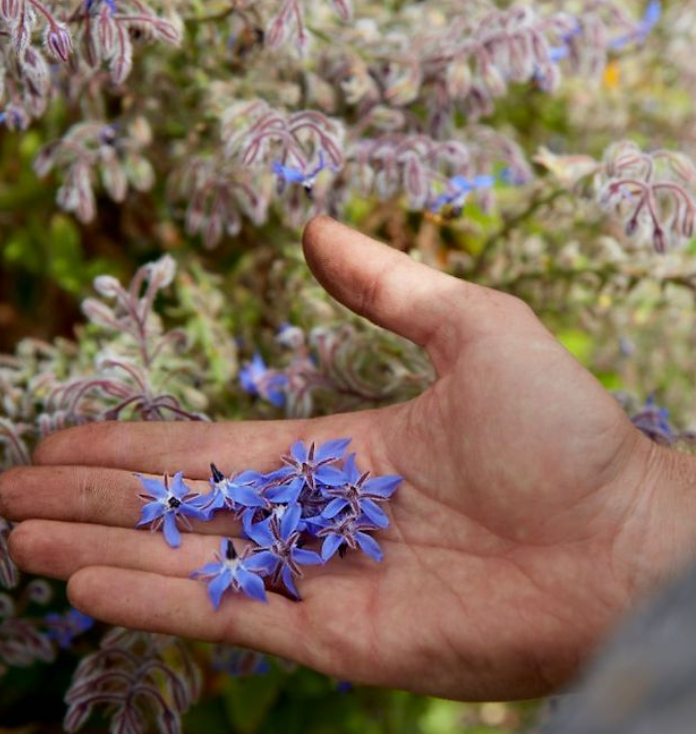 Little Veggie Patch Co - Heirloom Seeds - Borage 'Common'