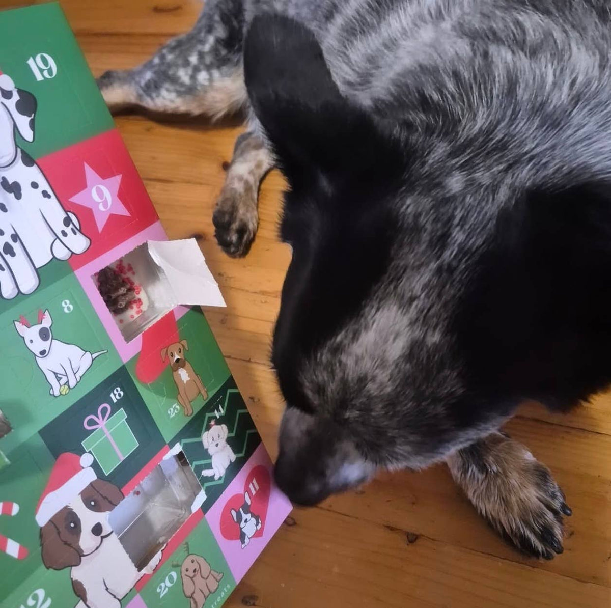 Paws For Change - Doggy Advent Calendar