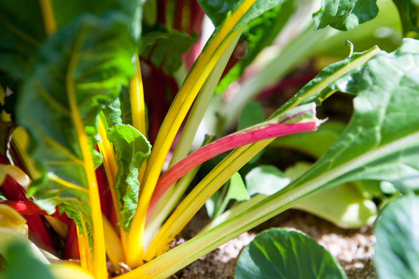 Little Veggie Patch Co - Heirloom Seeds - Swiss Chard 'Rainbow'
