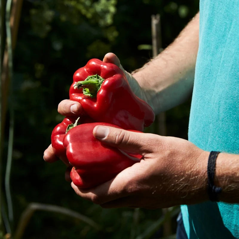 Little Veggie Patch Co - Heirloom Seeds - Capsicum 'Wonder Sweet Bell'