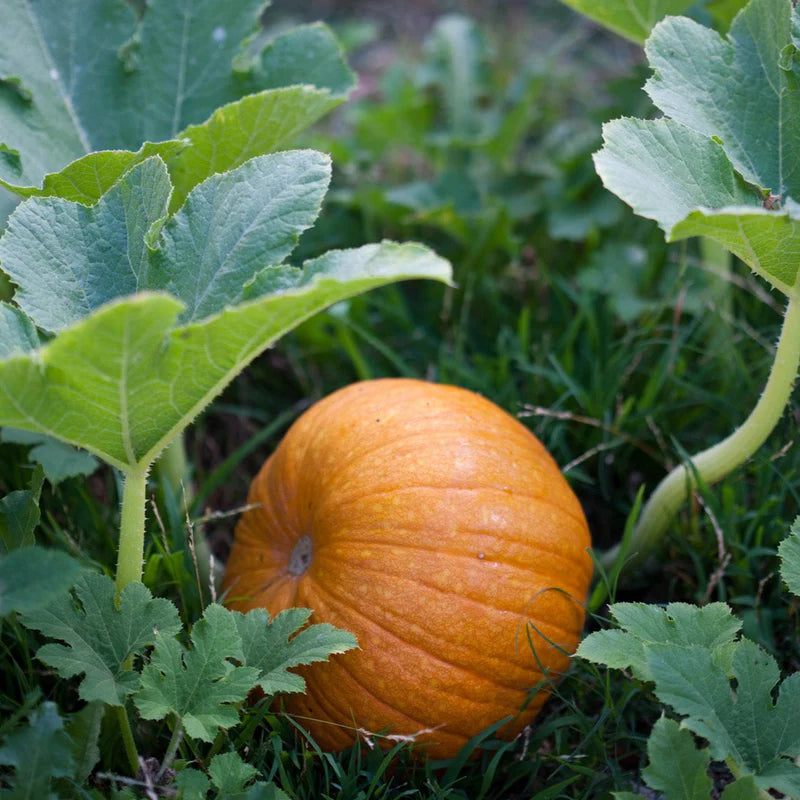 Little Veggie Patch Co - Heirloom Seeds - Pumpkin 'Small Sugar'