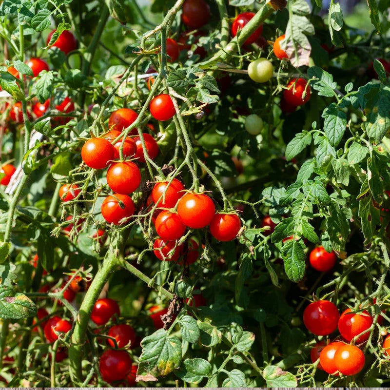 Little Veggie Patch Co - Heirloom Seeds - Tomato 'Tommy Toe'