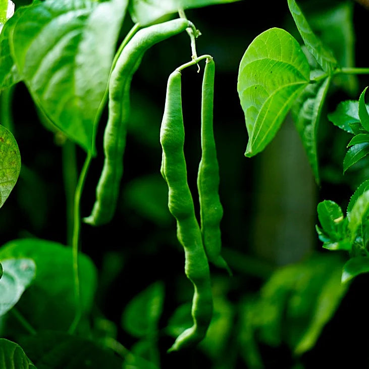 Little Veggie Patch Co - Heirloom Seeds - Beans 'Windsor Long Pod'