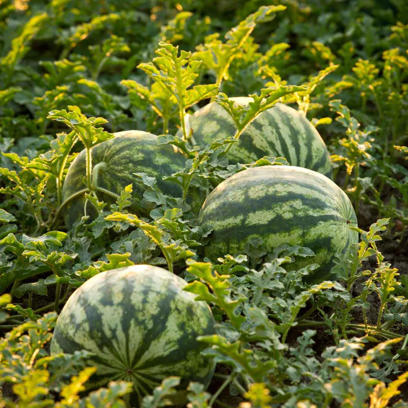 Little Veggie Patch Co - Heirloom Seeds - Watermelon 'Bush Sugar Baby'
