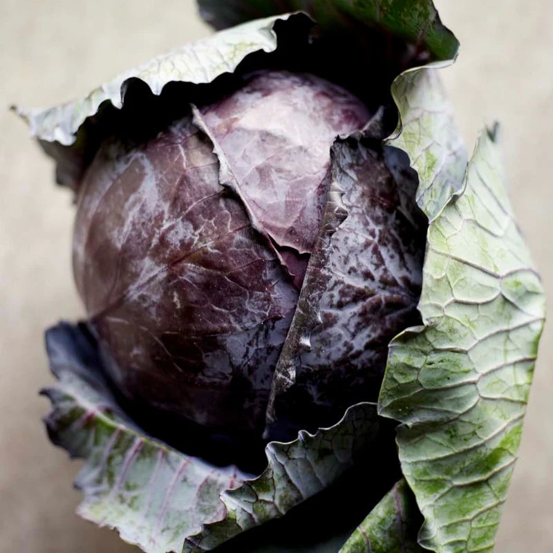 Little Veggie Patch Co - Heirloom Seeds - Cabbage 'Savoy Purple'