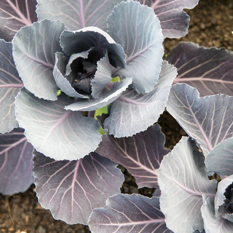 Little Veggie Patch Co - Heirloom Seeds - Cabbage 'Savoy Purple'
