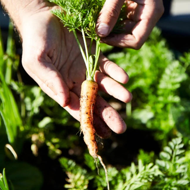 Little Veggie Patch Co - Heirloom Seeds - Carrot 'Baby Amsterdam'