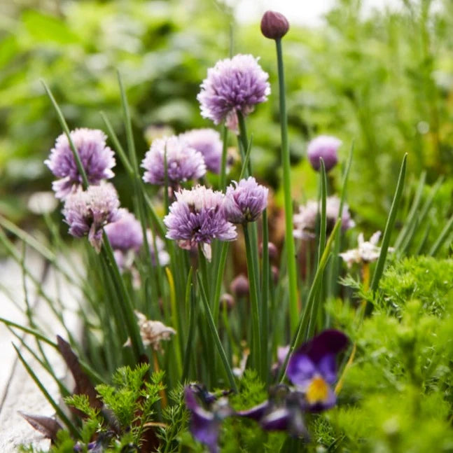 Little Veggie Patch Co - Heirloom Seeds - Chives 'Medium Common'