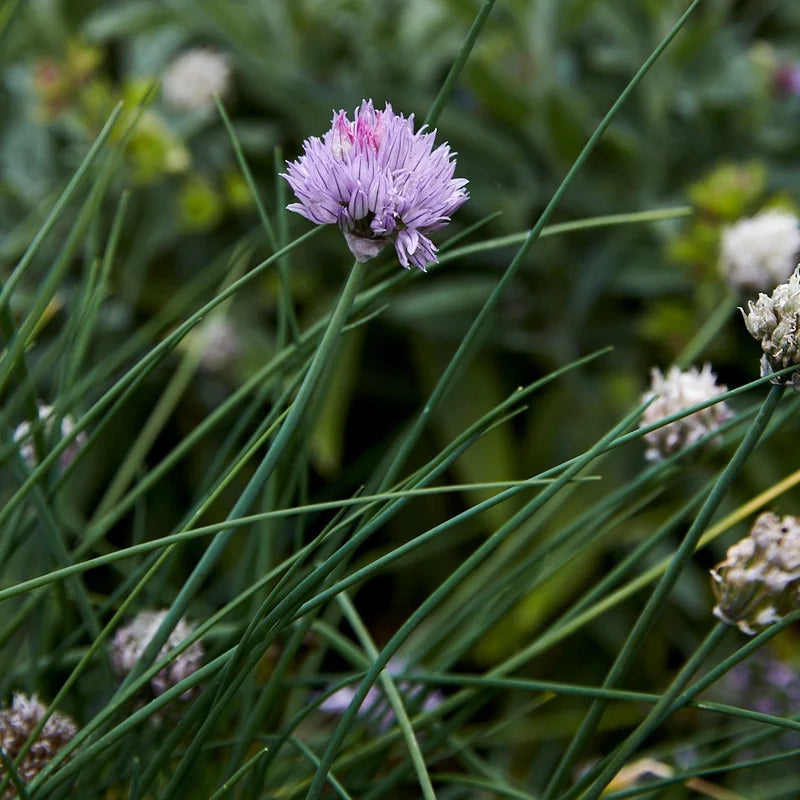 Little Veggie Patch Co - Heirloom Seeds - Chives 'Medium Common'