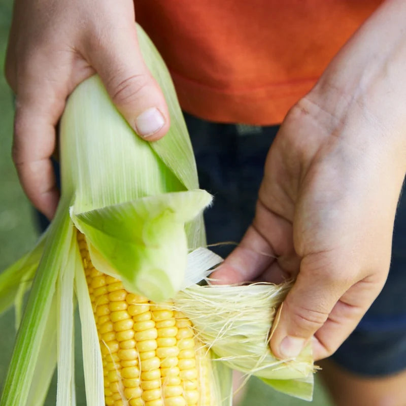 Little Veggie Patch Co - Heirloom Seeds - Corn 'Sweet'