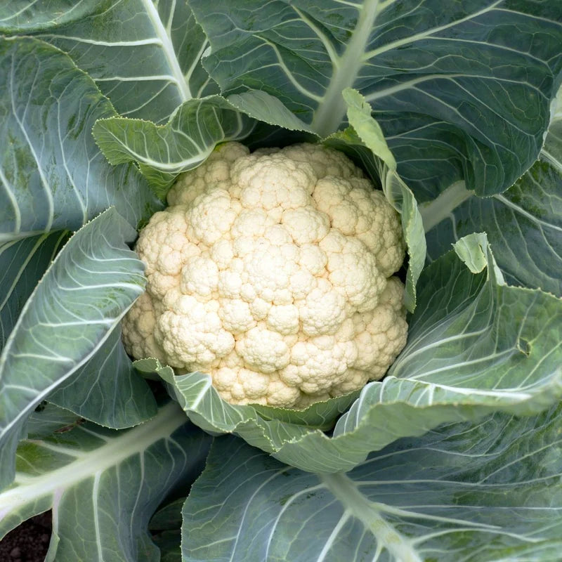 Little Veggie Patch Co - Heirloom Seeds - Cauliflower 'Snowball'