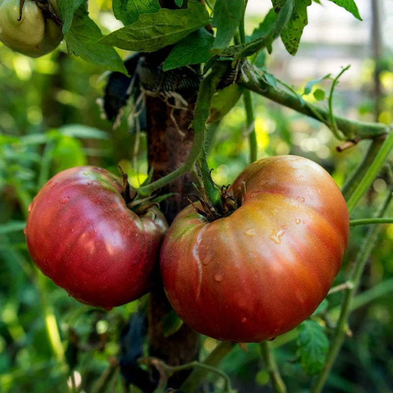 Little Veggie Patch Co - Heirloom Seeds - Tomato 'Black Russian'