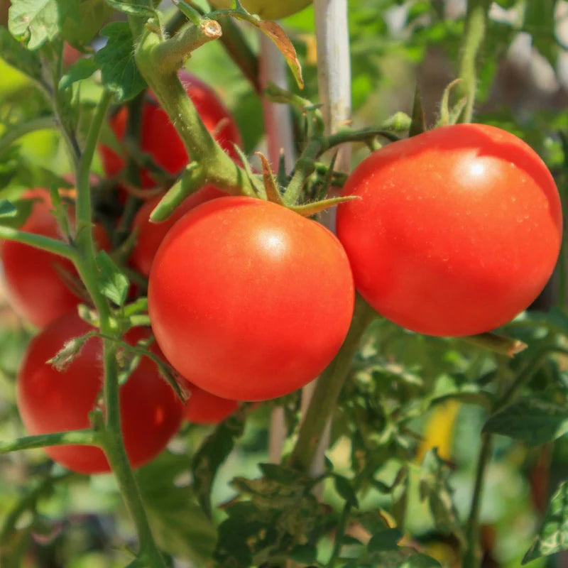 Little Veggie Patch Co - Heirloom Seeds - Tomato 'Daydream'