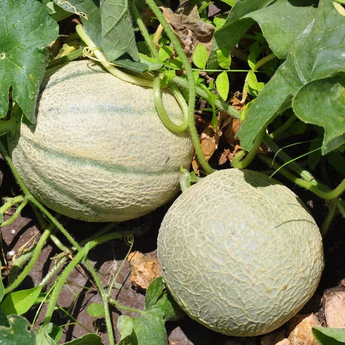 Little Veggie Patch Co - Heirloom Seeds - Rockmelon 'Hales Jumbo'