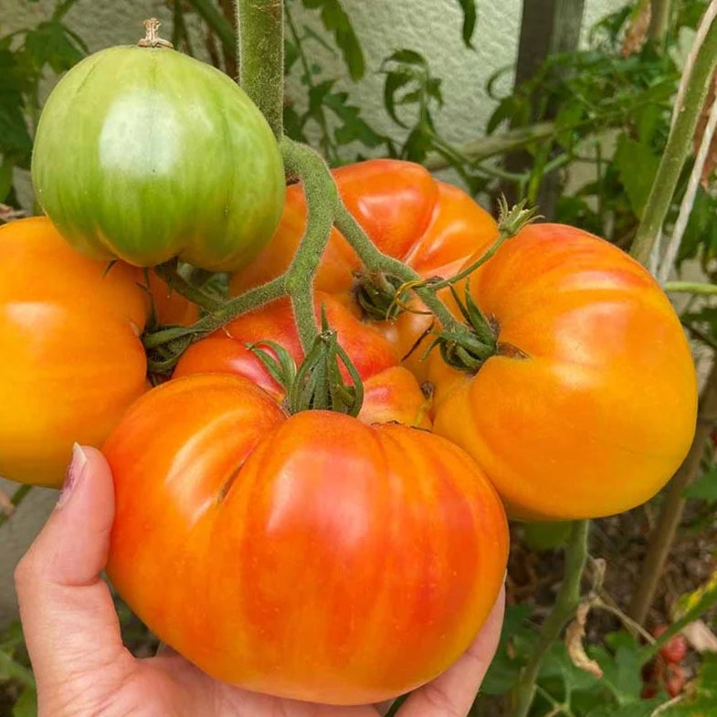Little Veggie Patch Co - Heirloom Seeds - Tomato 'Pineapple'