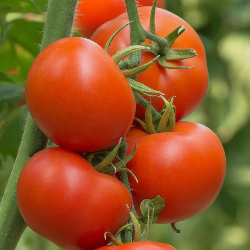 Little Veggie Patch Co - Heirloom Seeds - Tomato 'Burnley Surecrop'