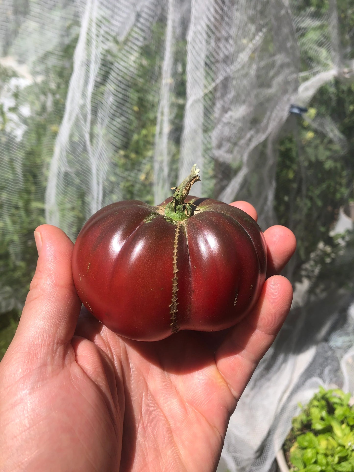 Little Veggie Patch Co - Heirloom Seeds - Tomato 'Black Russian'
