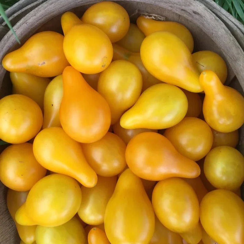 Little Veggie Patch Co - Heirloom Seeds - Tomato 'Yellow Pear'