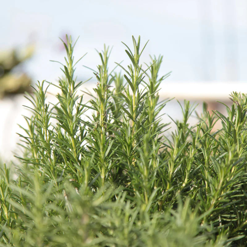 Little Veggie Patch Co - Heirloom Seeds - Rosemary 'Rosy'